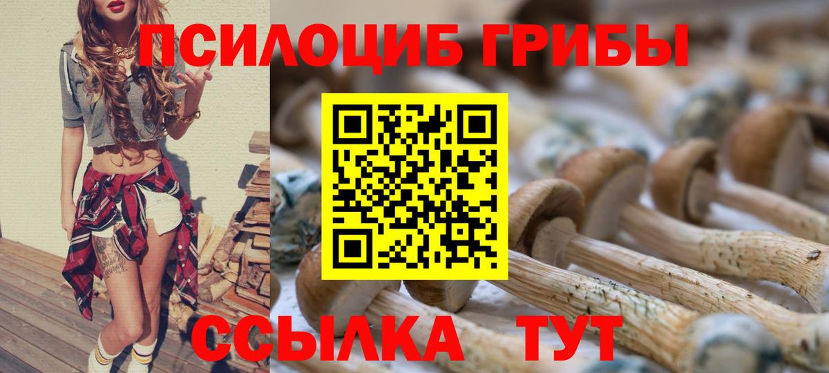 Галлюциногенные грибы Psilocybe Георгиевск