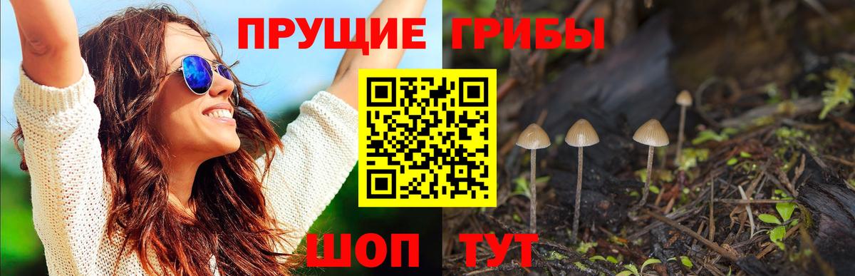 продажа наркотиков  Псилоцибиновые грибы Cubensis  Георгиевск  Вход с VPN  Псилоцибиновые грибы Magic Shrooms 